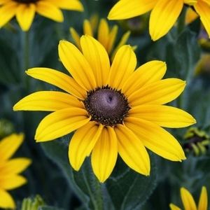 Meet your Posher, Charity